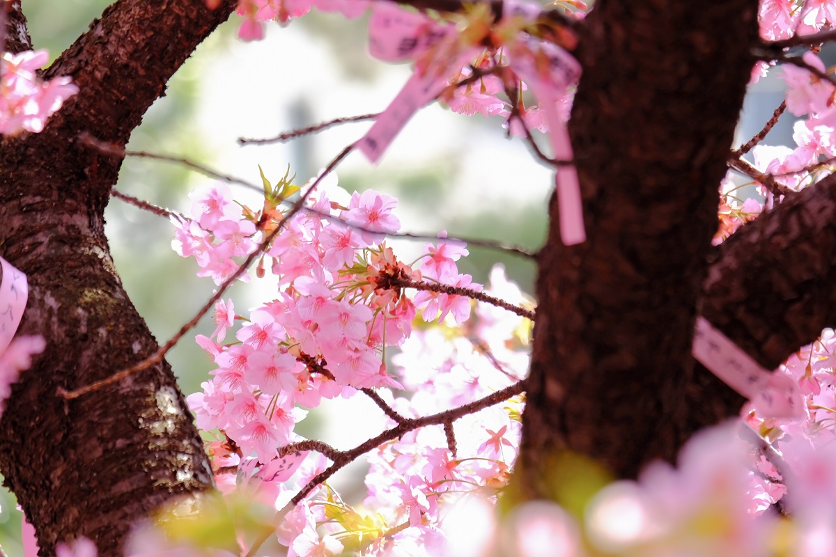 新生活をイメージさせる満開の桜の木
